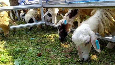 Sheep prepared for Islamic holiday eid al-adha Stock Footage 94049255