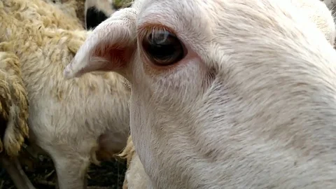 Sheep prepared for Islamic holiday eid al-adha festival Stock Footage 94133863