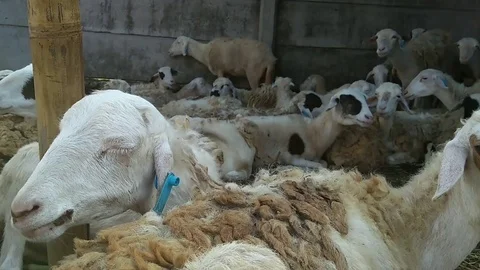 Sheep prepared for Islamic holiday, eid al-adha festival Stock Footage 94562512