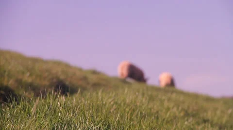 Sheep, Pull Focus 動画素材 37253209