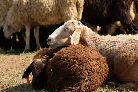 A sheep put its muzzle on another sheep while resting Stock Photos