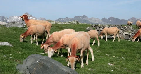 Sheep in Pyrenees mountains Video stock 246002659