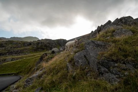 Sheep Quarry Stockfoto's