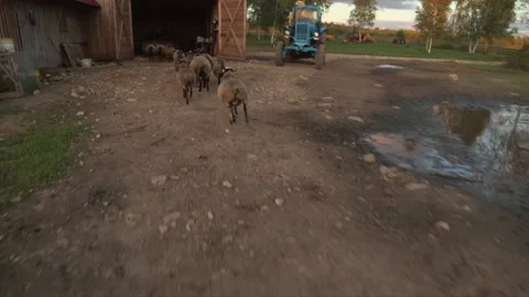 Sheep quickly run into the barn Stock Footage 238451427