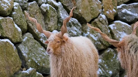 Sheep racka sheep horns Video stock 270089210