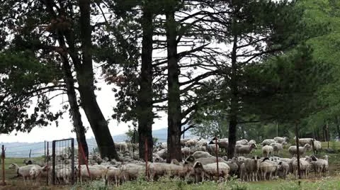 Sheep in the rain Stock Footage 12588117