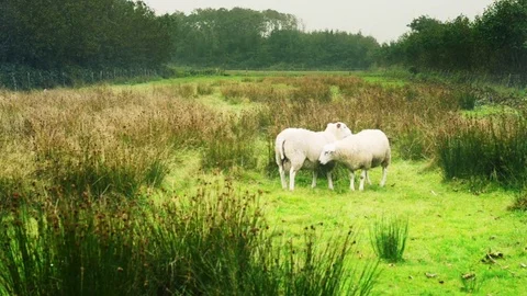 Sheep in the rain Stock Footage