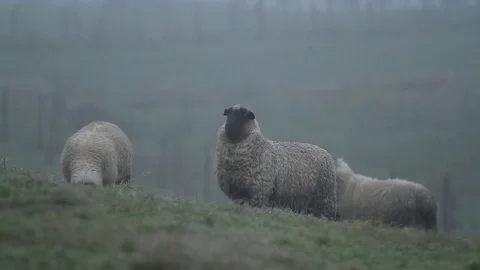 Sheep in rainy meadow 스톡 동영상 77044921