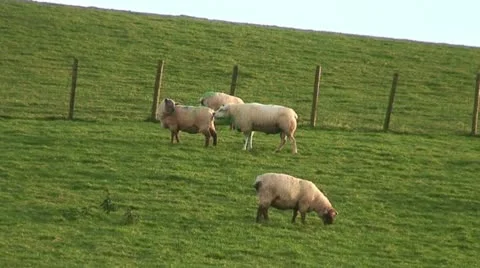 Sheep: ram and ewe Stock Footage 12735634