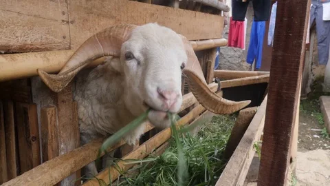 Sheep Ram Eating from Trough Video stock 88724088