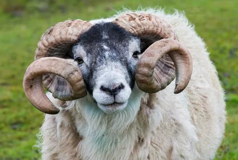 Sheep Ram Horn Stock Photos