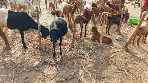 Sheep Rams And Goats In Open Livestock Holding Area Vídeo Stock 323308765