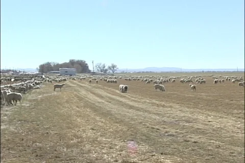 Sheep Ranching Stock Footage 121429889