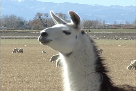 Sheep Ranching Stock Footage 121430402