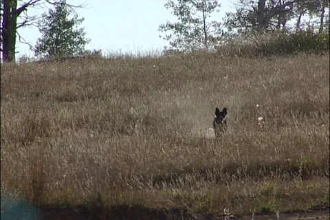 Sheep Ranching Stock Footage 121433621