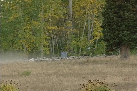 Sheep Ranching Stock Footage 121433907