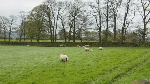 Sheep ready to be shorn in a green field in spring, Yorkshire, England Stock Footage 291870752