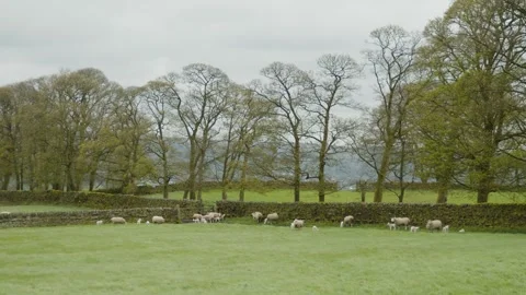 Sheep ready to be shorn in a green field in spring, Yorkshire, England Stock Footage 291870798