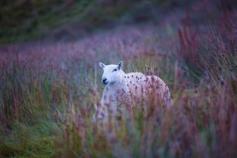 Sheep in the red brush  Stock Photos