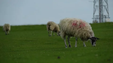 Sheep with red paint feeding on grass Stock Footage 281786116