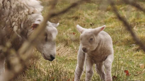 Sheep Rejecting Lamb, Slow Motion Stock Footage 245969677
