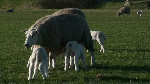 Sheep Rejecting Some Lambs Stock Footage 2379291