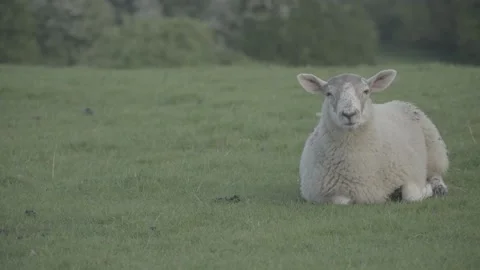 Sheep relaxing in the grass Stock Footage 140364199