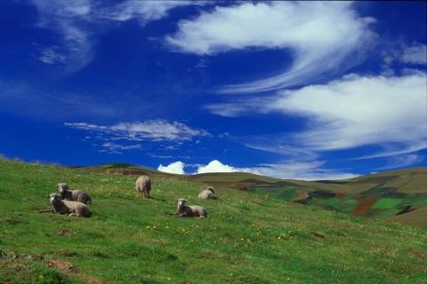Sheep relaxing under wispy clouds Stock Photos