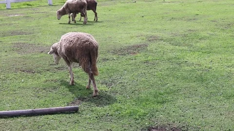 A sheep relieves itself in the open field before walking back to its flock. Stock Footage 302740176