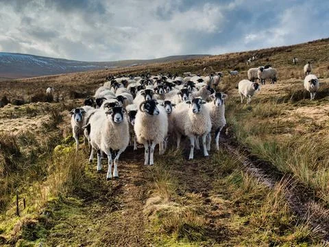 Sheep at a reservoir Stock Photos