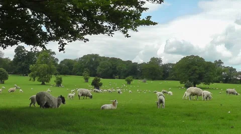 Sheep rest under tree Stock Footage 41104423