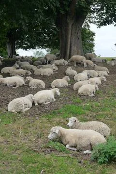 Sheep at rest under trees 스톡 사진