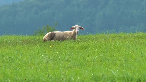 Sheep Resting Alone on Green Mountain Pasture Stock-Footage 344661312