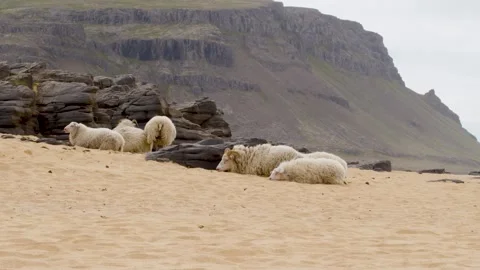 Sheep resting on the beach, Iceland Stock Footage 249209954