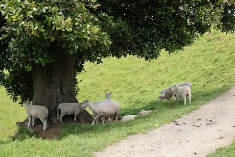 Sheep Resting Beneath Large Tree Beside Pathway Stock-Fotos