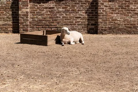 Sheep Resting at Brick Barn Stock Photos