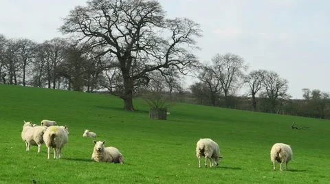Sheep resting in field Stock Footage 49276920