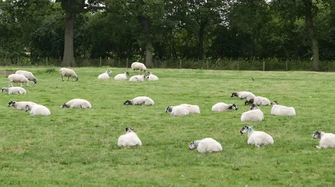 Sheep resting in field Stock Footage 54122354