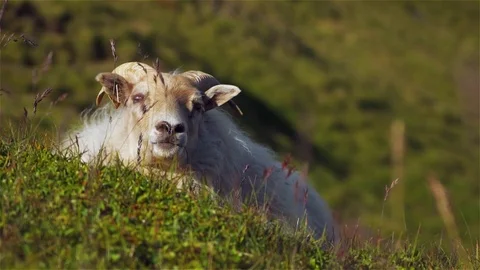 Sheep resting on field Video stock 80547883