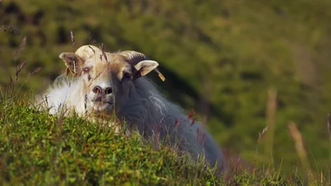 Sheep resting on field Stock Footage 141846174