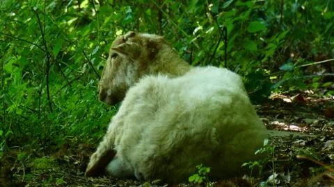 Sheep resting on a forest trail Stock Photos