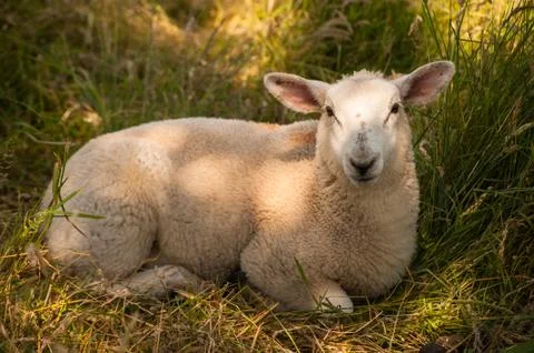 Sheep resting in the grass Stock Photos