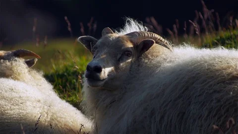 Sheep resting in Iceland Stock Footage 80548285