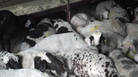 Sheep resting inside a barn on a quiet day Stock Footage 339646525