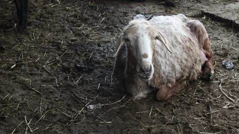 Sheep resting peacefully in a muddy barnyard on a rural farm, creating a Stock Footage 277872682
