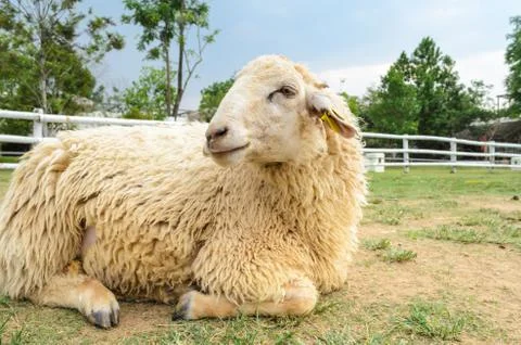 Sheep resting Stock Photos
