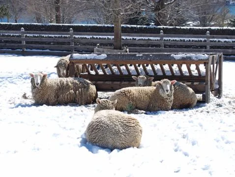 Sheep resting Stock Photos