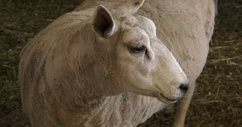 Sheep resting in small barn Stock Footage 49237214