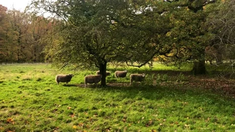 Sheep resting on a small pasture between autumn forest beech trees Stock Footage 142094304