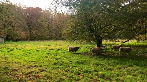Sheep resting on a small pasture between autumn forest beech trees Stock Footage 142094489